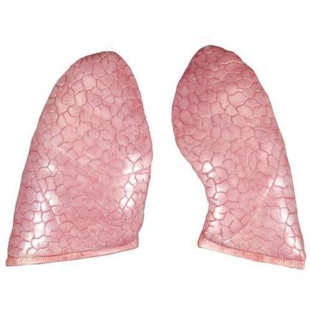 3B SCIENTIFIC Torso: Lungs, 2 pieces 1020665